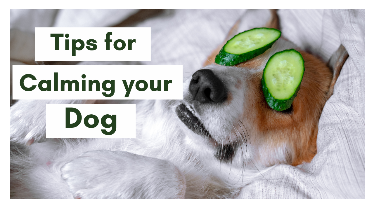 How to Keep Your Dog Calm During the Holidays and Fireworks