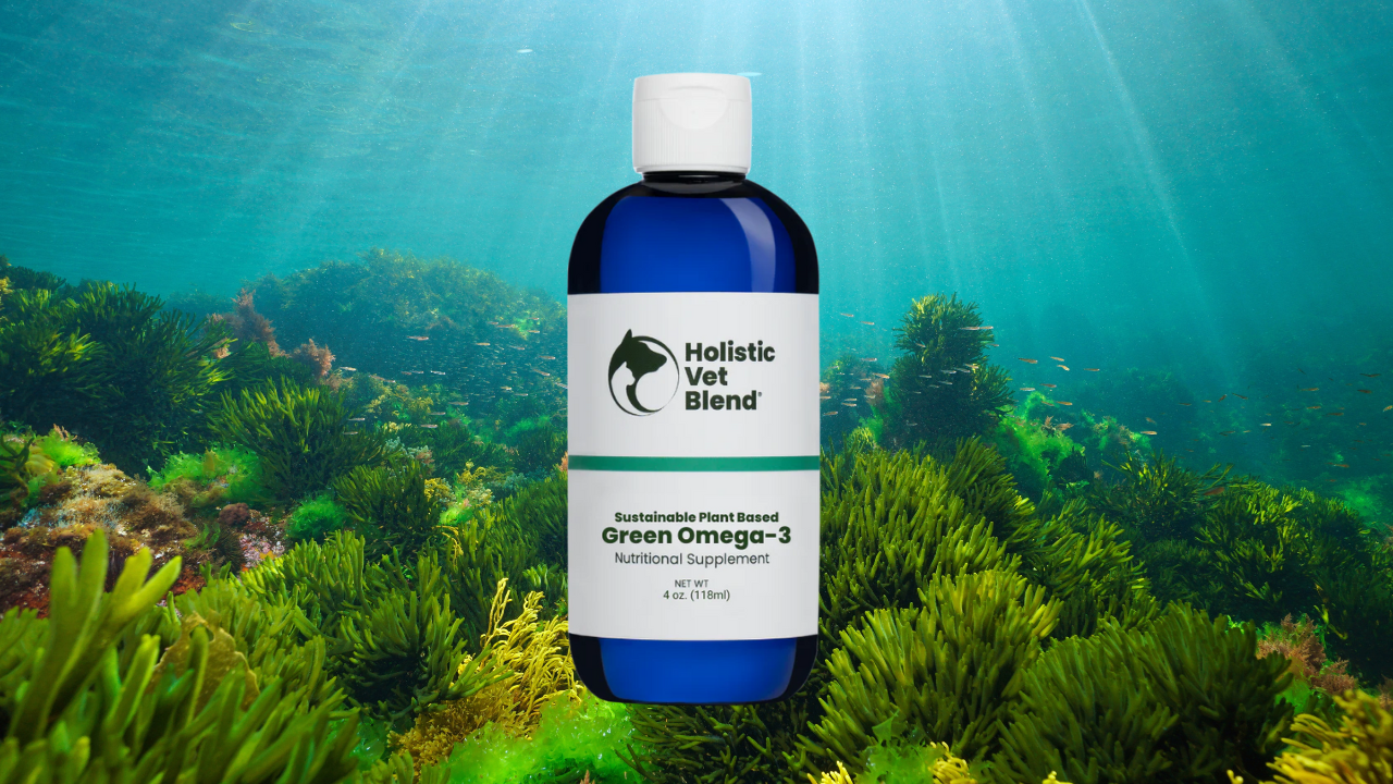 Mastering Omega 3 with Algae: A Complete Guide