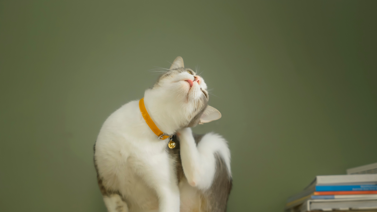 Understanding Food Allergies in Cats: Symptoms, Diagnosis, and Management
