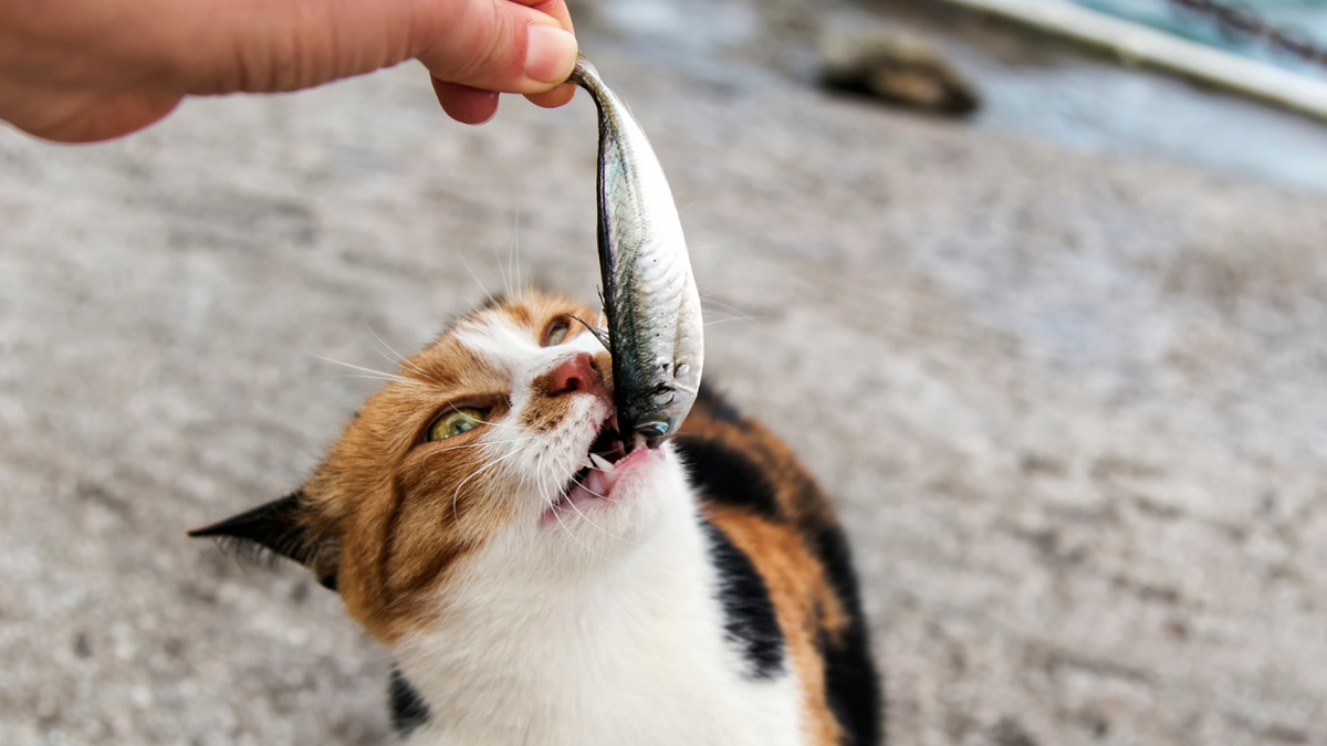 A Vet s Guide to the Risks and Benefits of Feeding Fish to Your Feline Friend Holistic Vet Blend