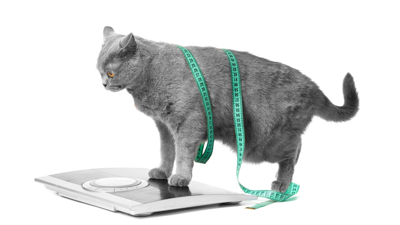 Tackling Feline Obesity: The Overweight Cat Dilemma