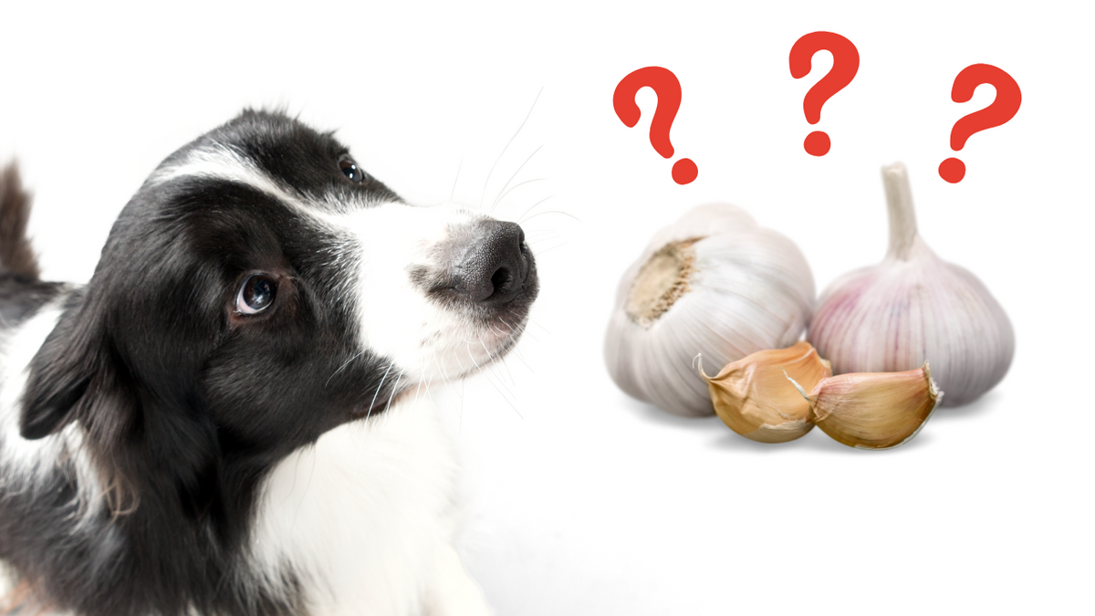 Are garlic bad for dogs hotsell