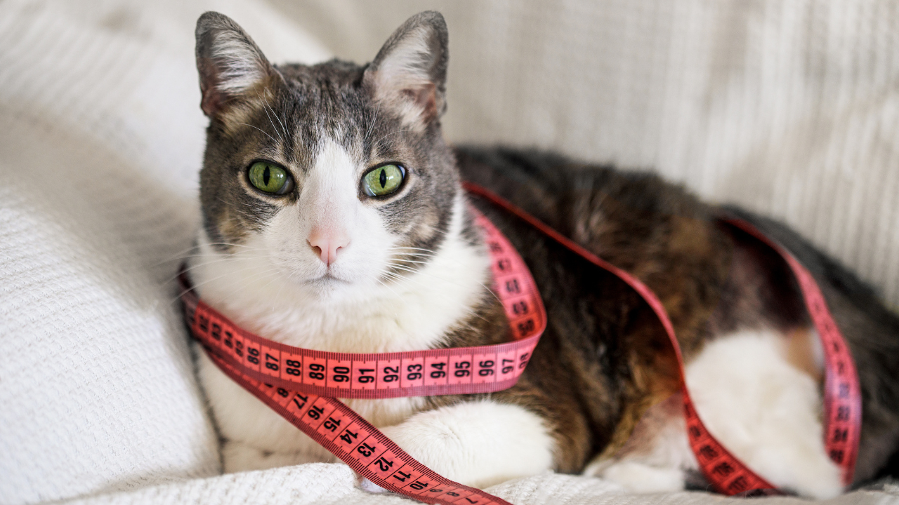 Essential Guide: Senior Cats and Weight Loss