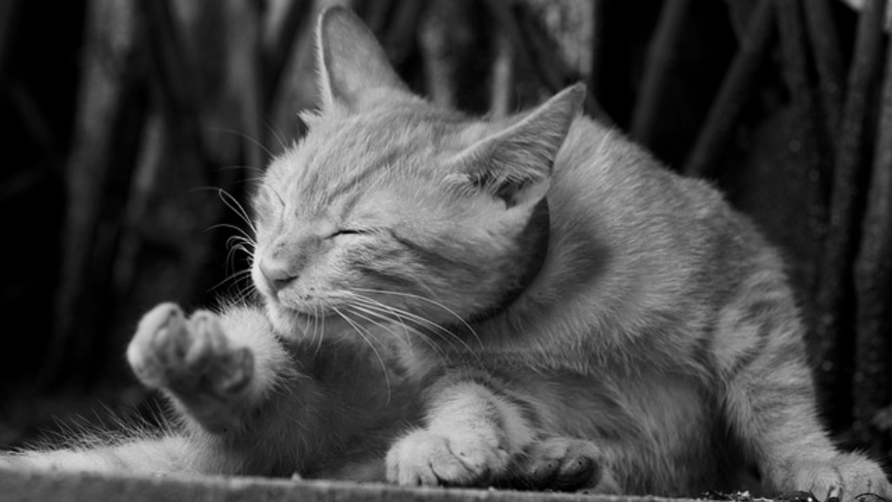 Flea allergy/Miliary Dermatitis in Cats