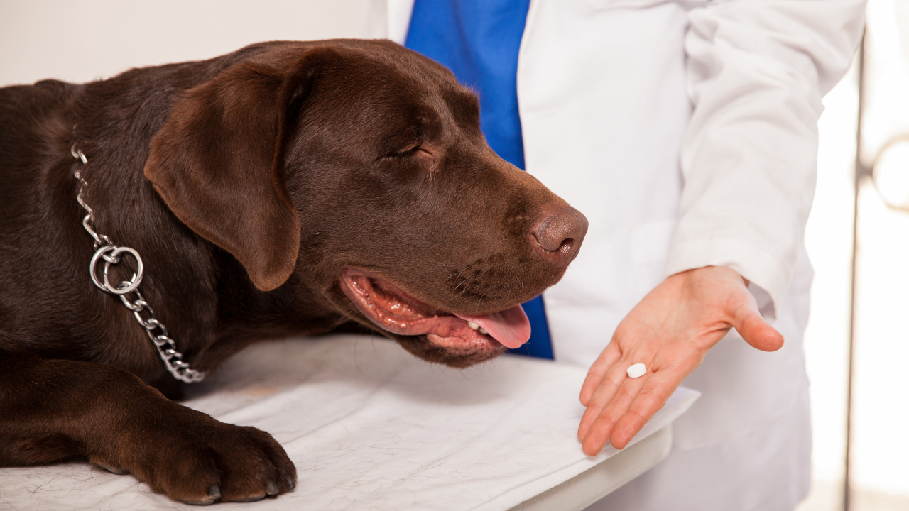 Understanding Pepcid for Dogs: Dosage and Effects