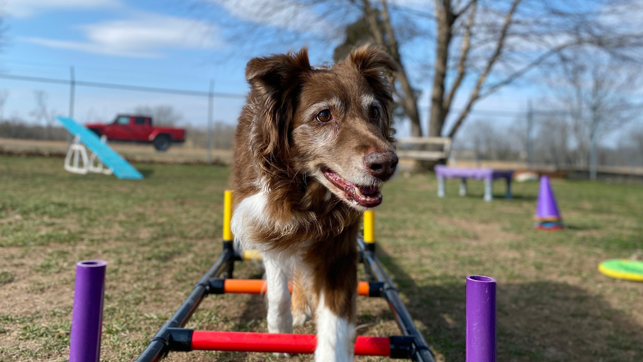 Enhance Your Pup's Life: Senior Dog Enrichment Ideas
