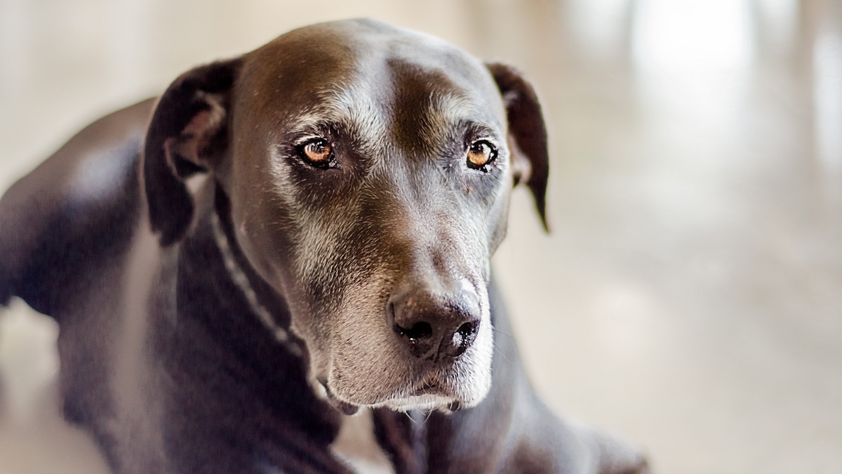 Holistic canine hot sale lymphoma care