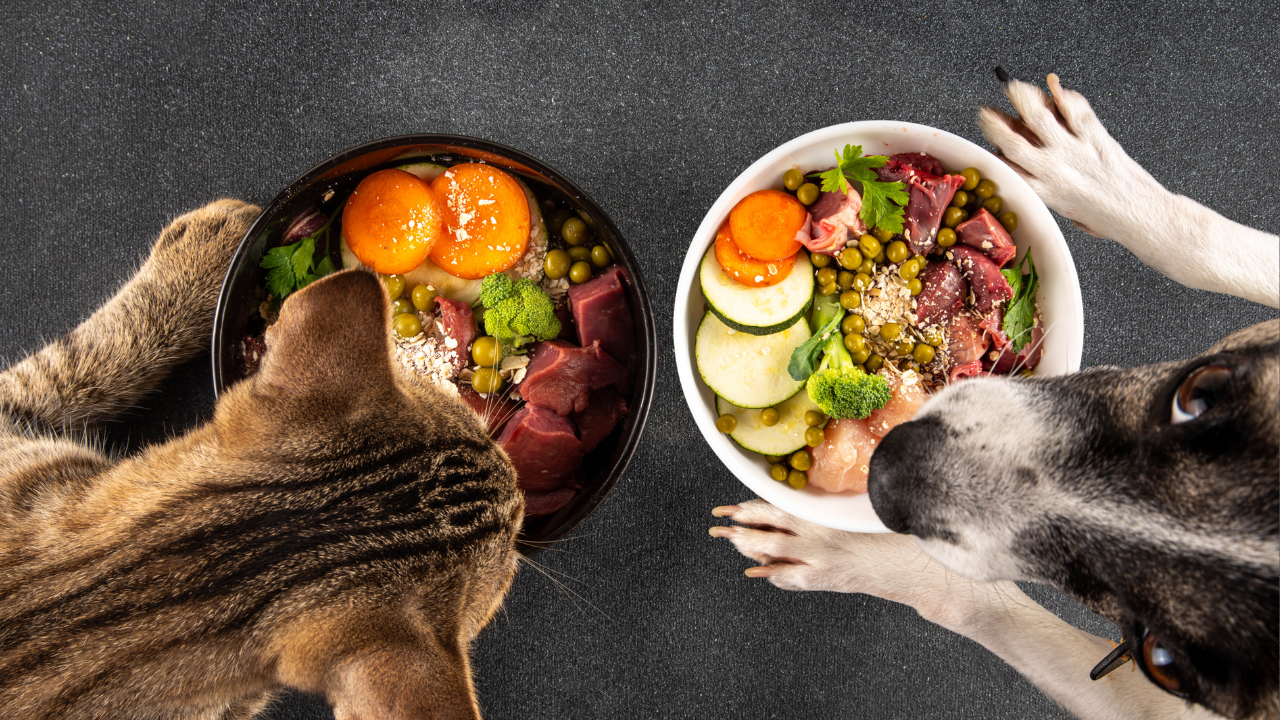 10 Raw Pet Feeding Myths Debunked: What Every Pet Owner Needs to Know