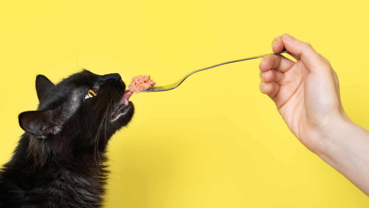 How to Safely Handle Raw Meat for Your Pet's Raw Diet