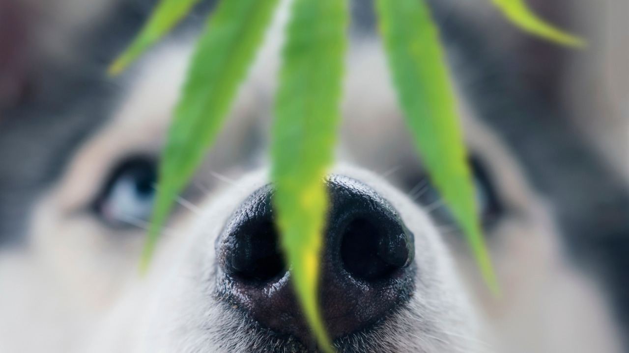 2023 Top 10 household poisons for dogs and cats? Which one moved into the top 10?