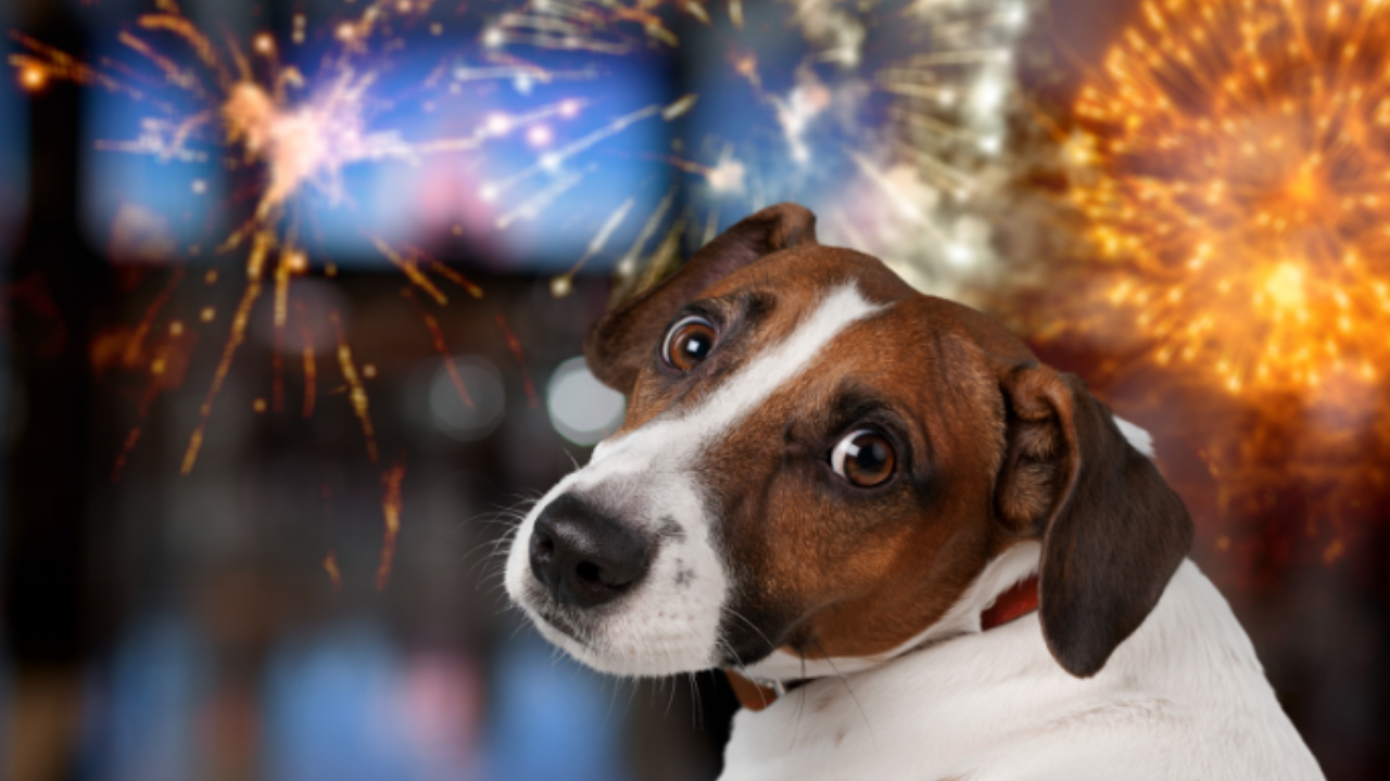Noise Phobia in Dogs: Trazodone Usage, Dosage, & Side Effects and Alternatives to Medication