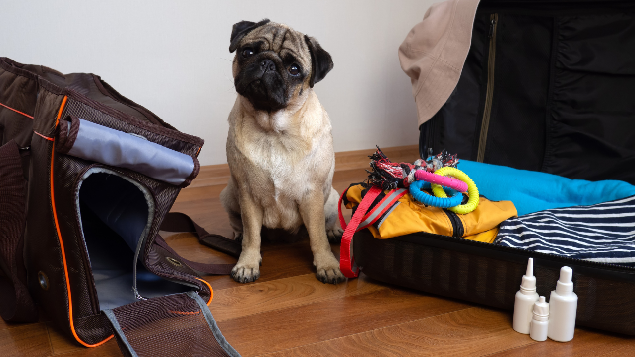 Pet Disaster Preparedness and Recovery