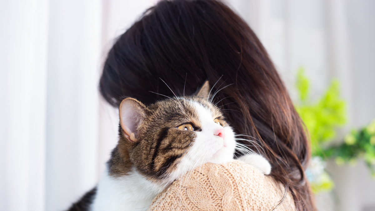 Cancer In Cats: Most Common Types, Symptoms And Treatments | Holistic Vet  Blend