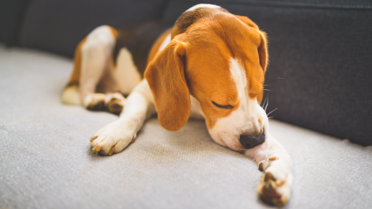The Benefits of Giving Dog Fish Oil for Dog Allergies and more