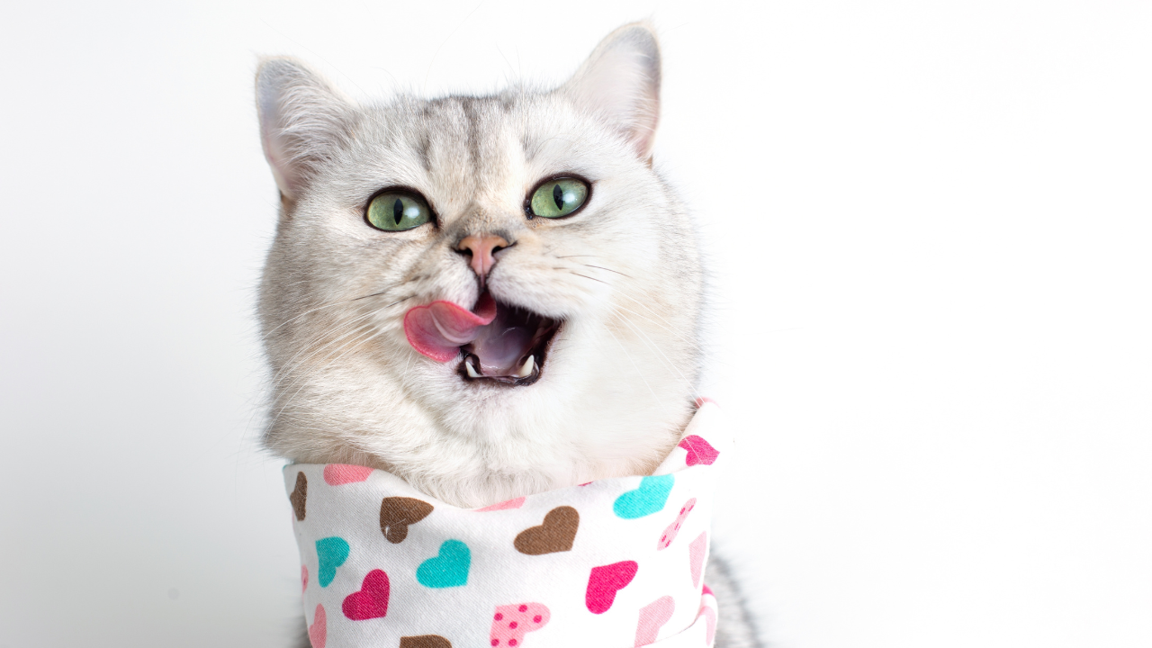 Homemade Pâté Delight: Ultimate Chicken Cat Food Recipe
