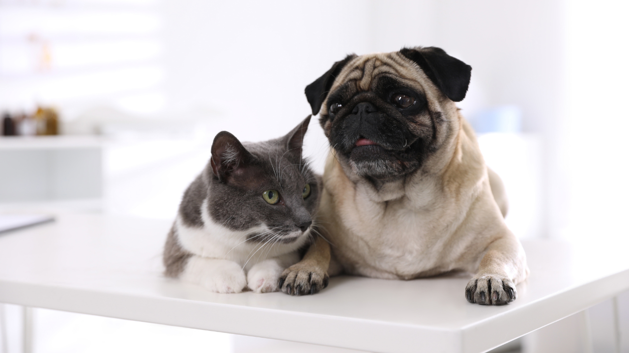 Cat and Dog Spine Health: Spinal pain diagnosis, Treatment Options, and Prevention for Pain Free Living