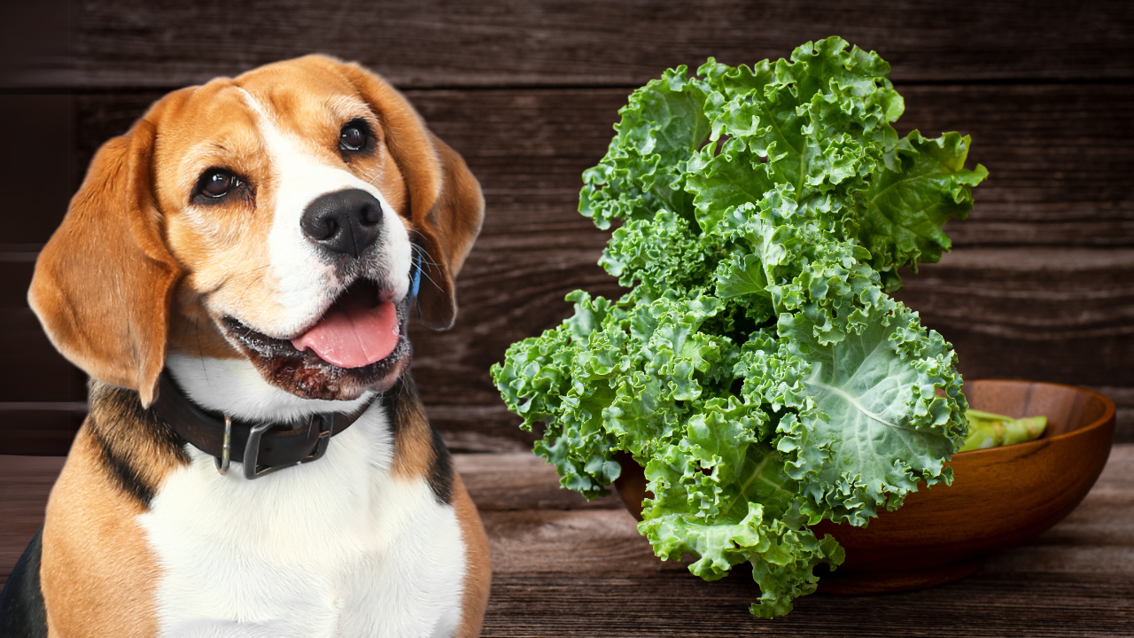 Can a Dog Eat Kale? Facts You Should Know