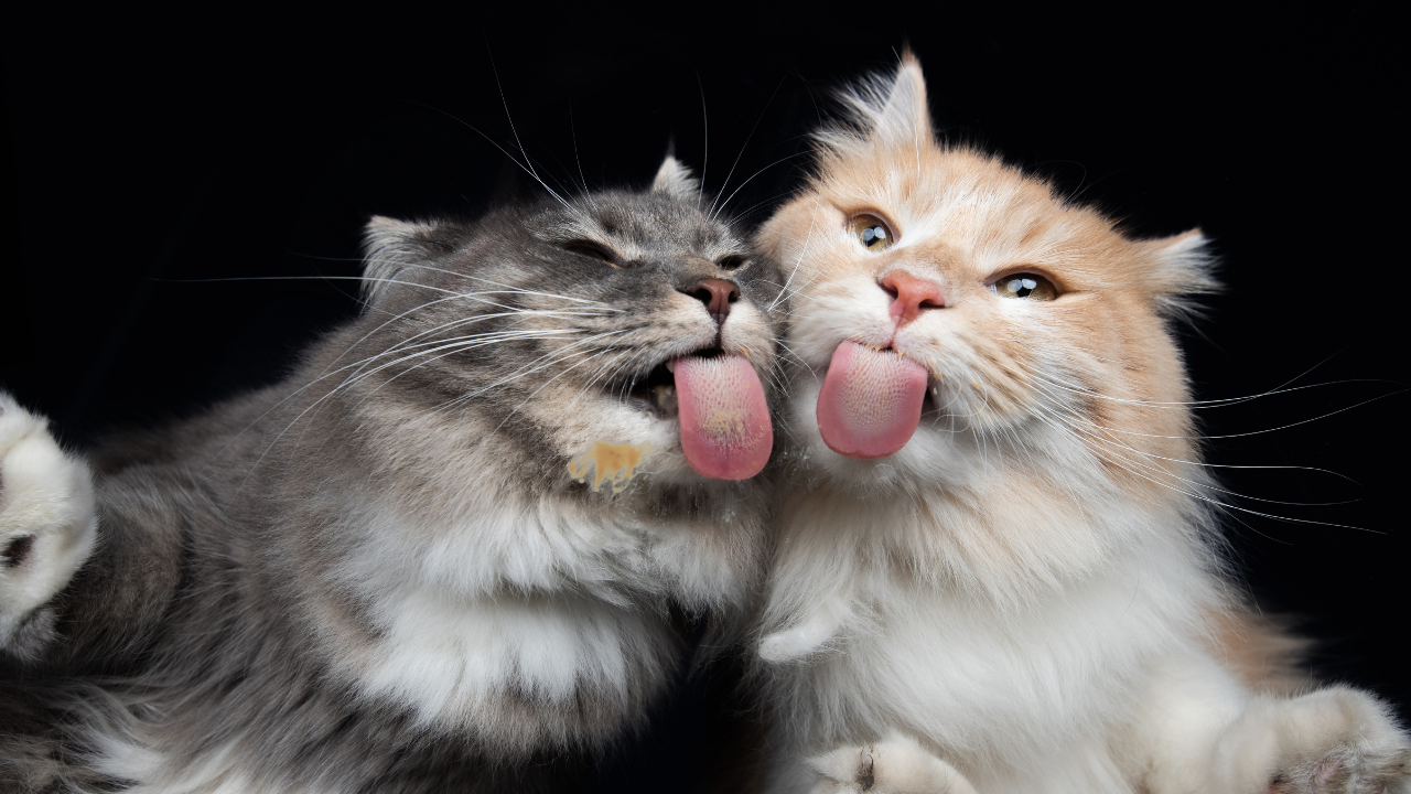 Nutritious Turkey and Sardines Cat Food Recipe