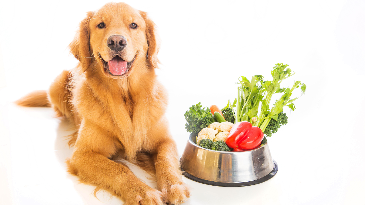 What Veggies Can Dogs and Cats Eat