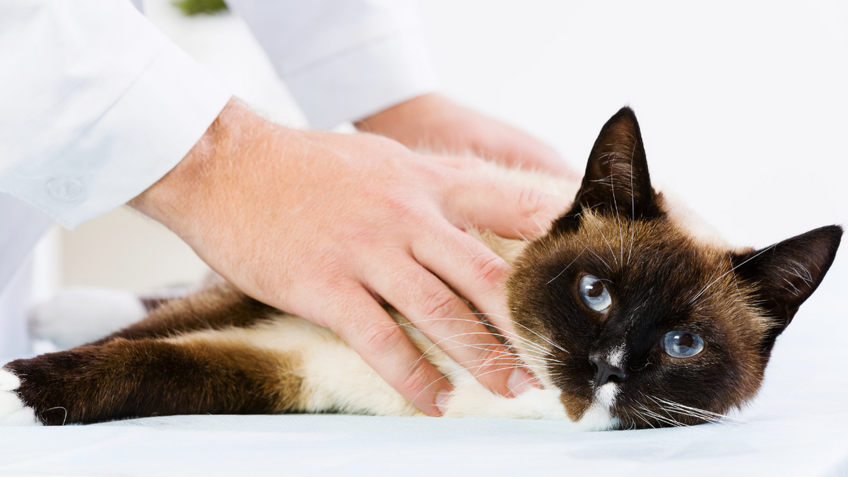 Holistic Treatment for Cats The Ultimate Beginner s Guide Holistic Vet Blend