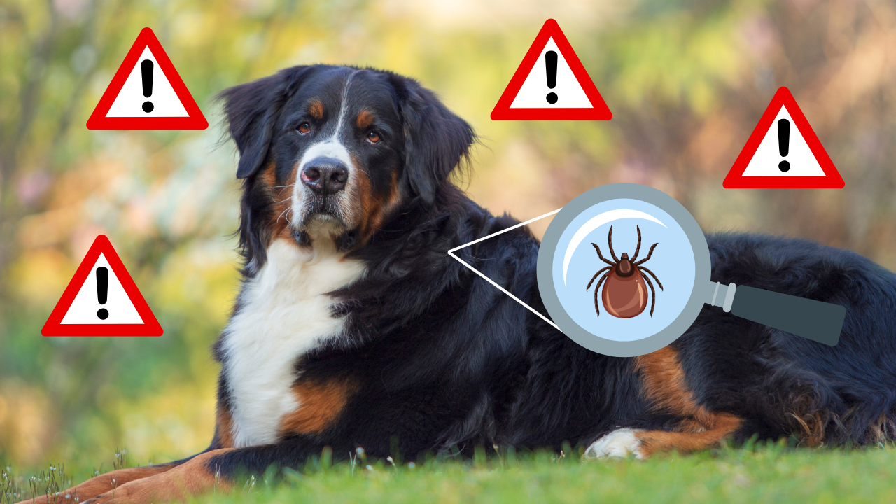 Understanding Lyme Disease in Dogs: Symptoms and Prevention