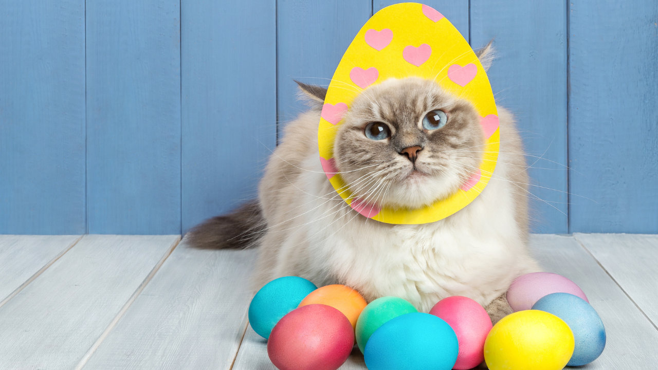 Can Cats Eat Eggs Safely? Everything You Need to Know