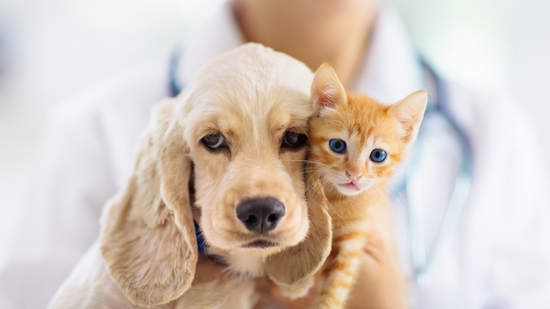 10 Expert Tips: How to prevent cancer in dogs and cats