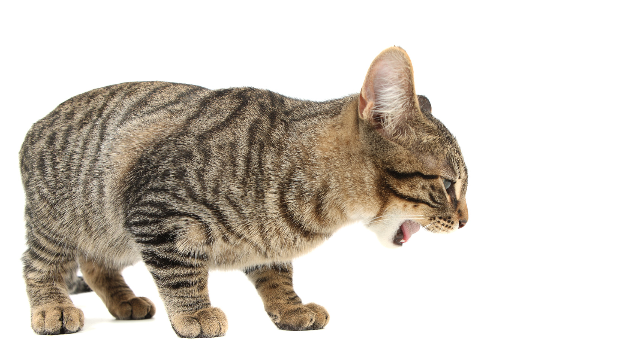 Dealing with Hairballs in Cats: A Comprehensive Guide