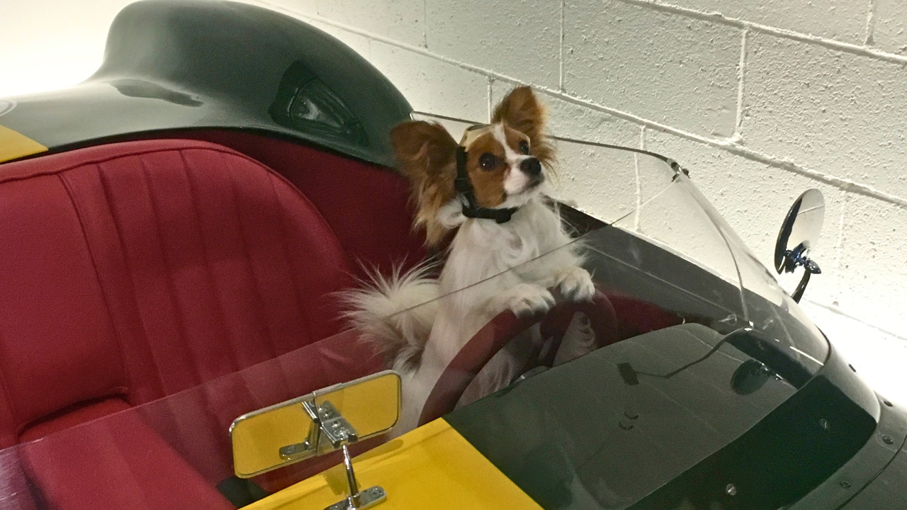 Dealing with Car Sickness in Dogs