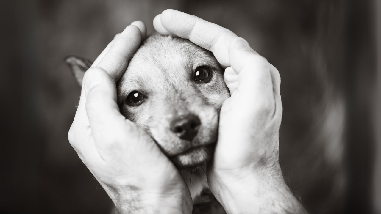 dog's head is in the hands of men, it is a puppy and he is very cute, black and white image