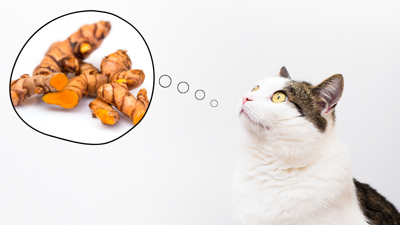 Benefits of Turmeric for Cats: A Vet's Guide