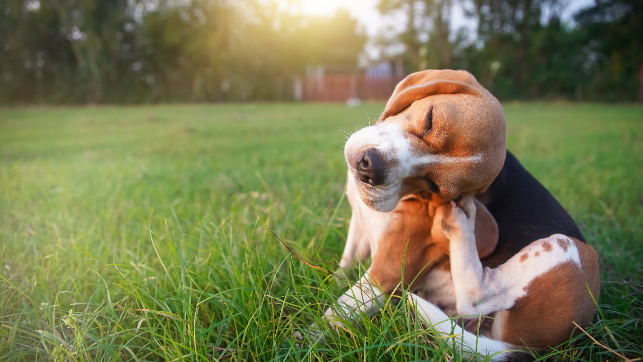 Expert Guide For Itchy Skin and No Fleas