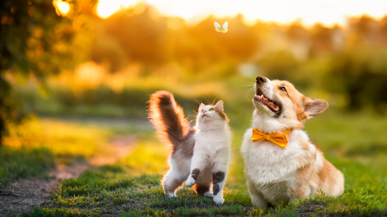 cute fluffy friends a cat and a dog catch a flying butterfly in a sunny summer garden
