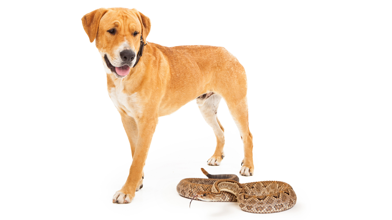 Canine Rattlesnake Vaccine: Understanding the Shortage