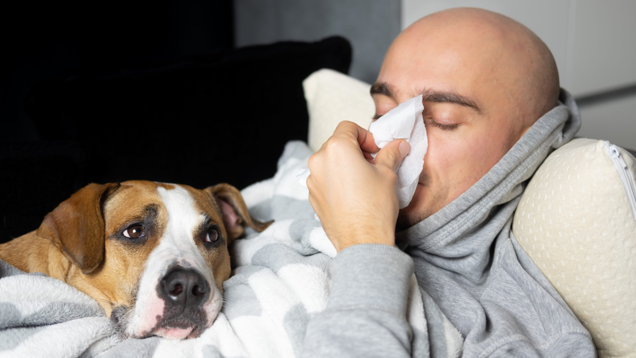 Young man blows his nose in a paper handkerchief lying in bed with his dog. Seasonal cold concept. Animal allergy concept