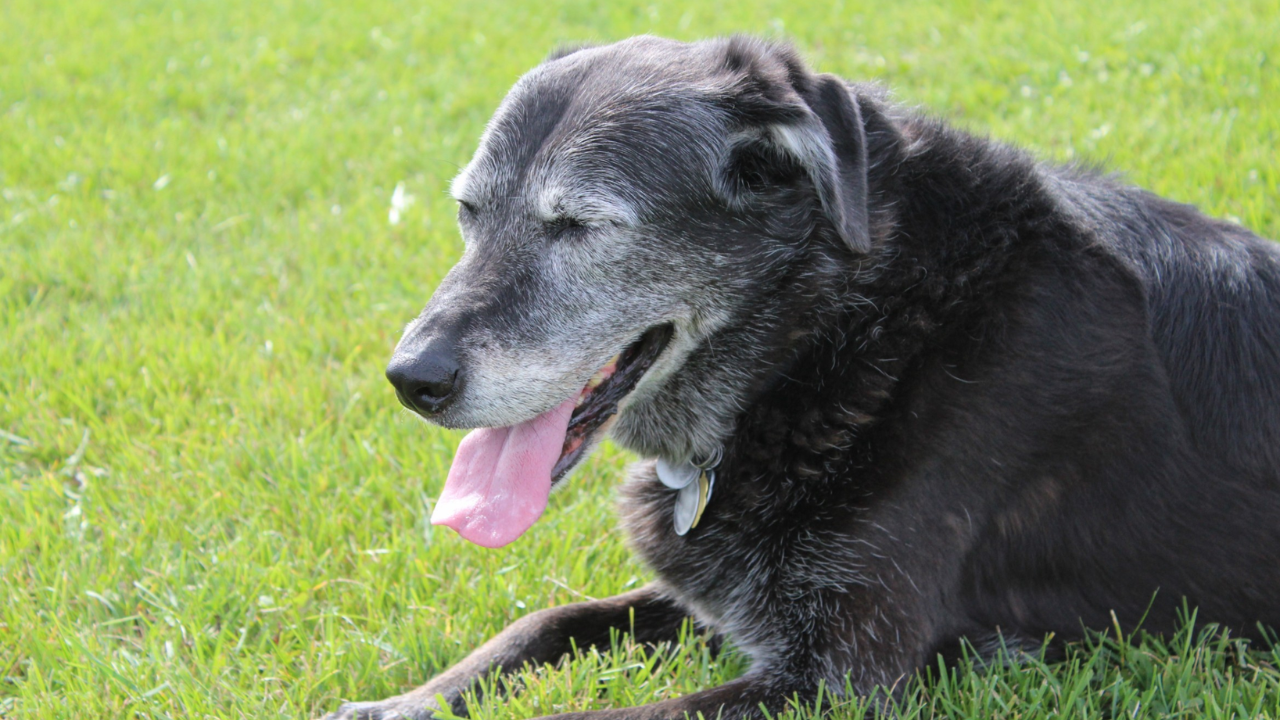Senior dog laryngeal paralysis