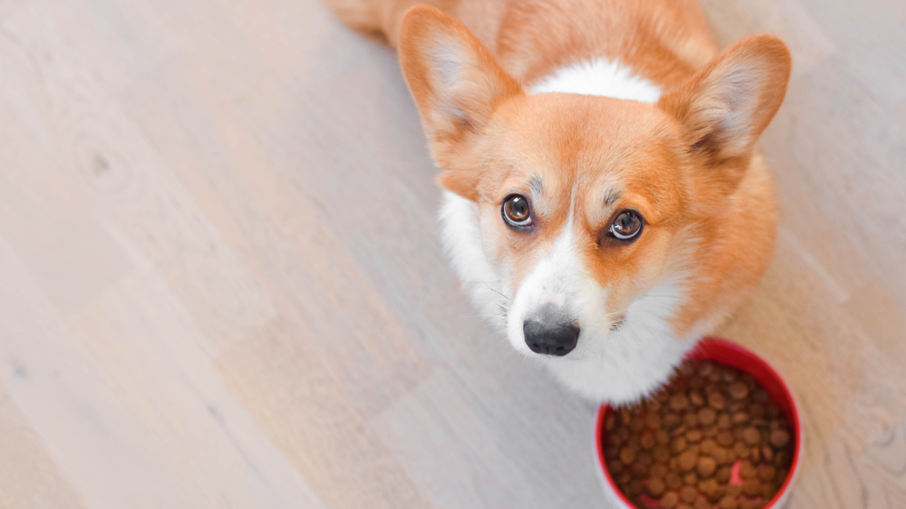Welsh corgi pembroke red dog with a dog bowl with dog dry food kibble looking hungry to the camera