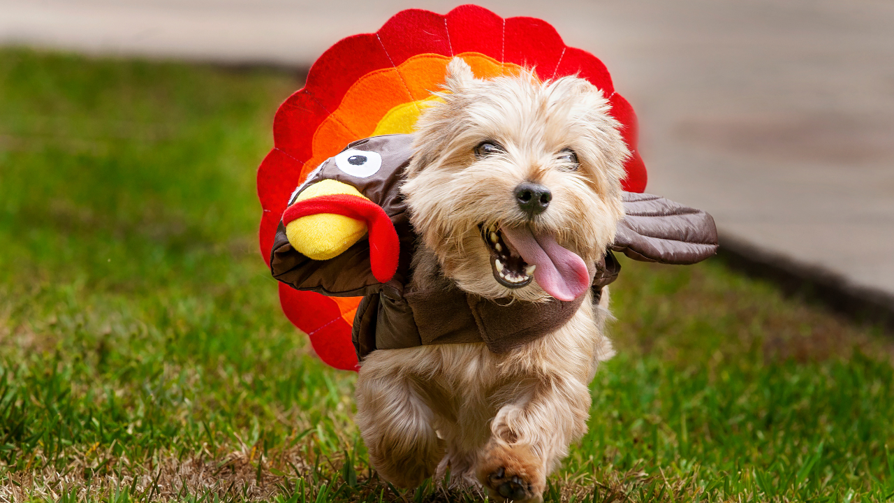 Dog wearing turkey costume running towards camera; tounge out; happy dog; Norwich Terrier running while wearing turkey costume; tounge out; tongue waving in wind;