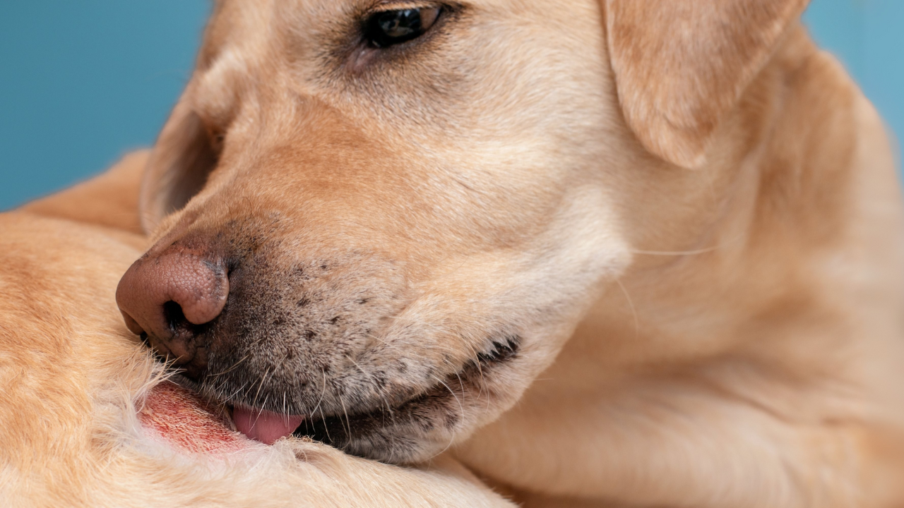 Atopic dermatitis in a labrador dog. A wound on the skin of a dog.