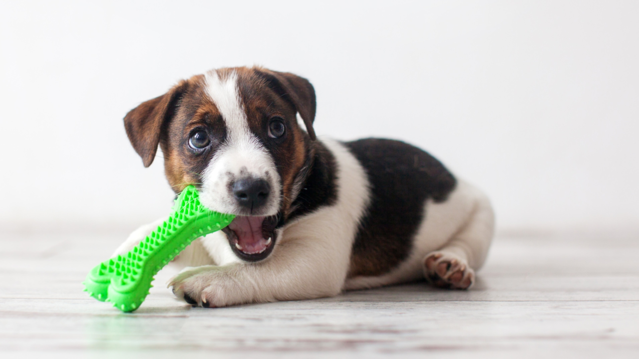 Cute little puppy lying on floor merrily biting green plastic toy. Portrait on white. Playful pets, curiosity, pet shop or veterinary clinic commercials