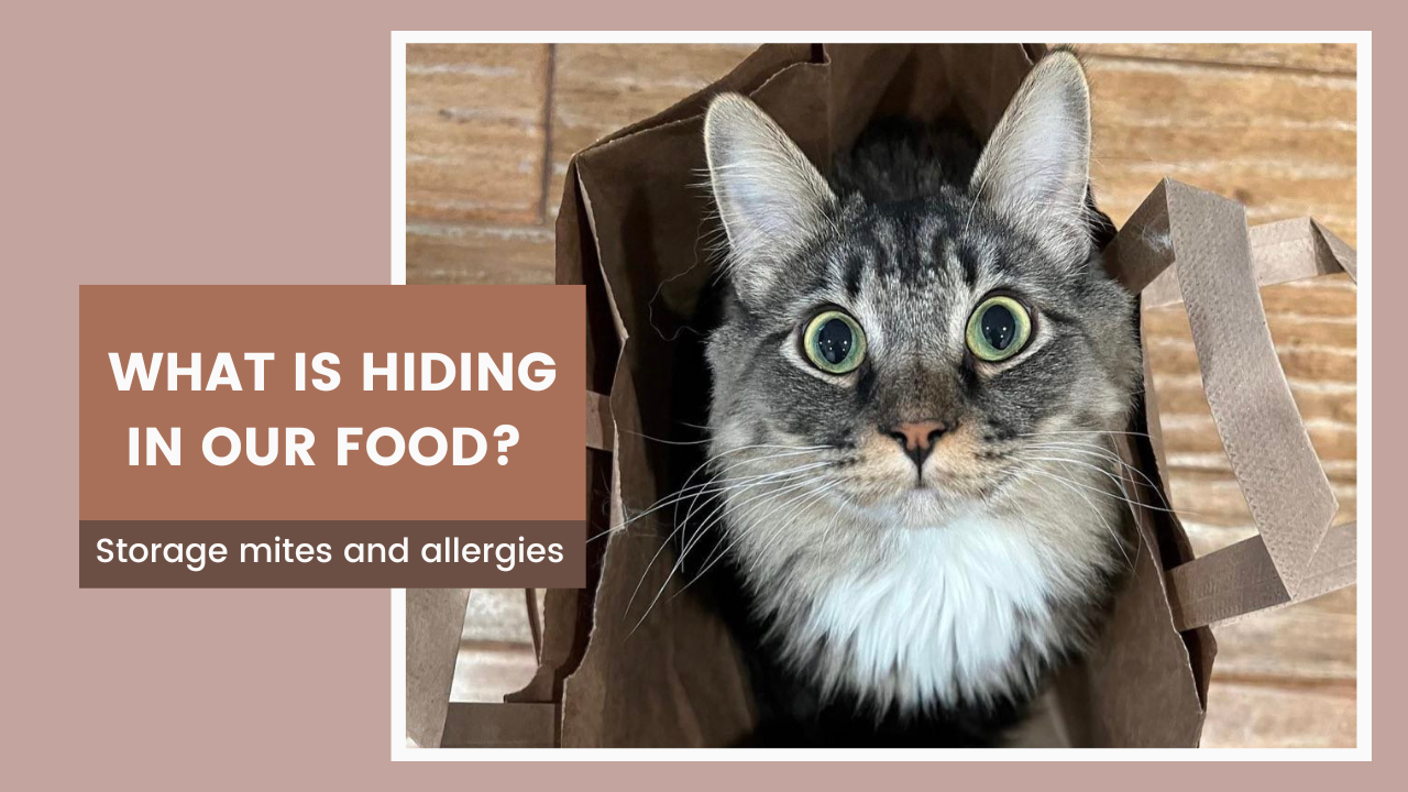 Understanding Storage Mite Allergy in Dogs and Cats: Causes, Symptoms, and Prevention