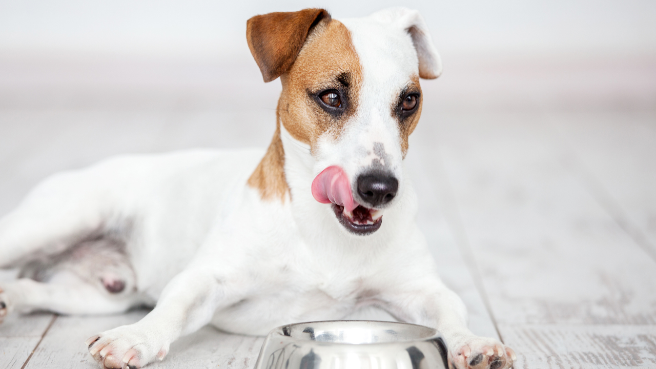 Slow Cooker Dog Food Recipe | Turkey with Chicken Hearts and Gizzards