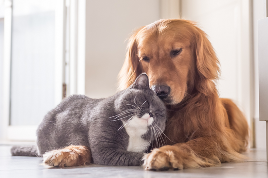 Will your dog or cat get dementia? And what can you do to prevent it?