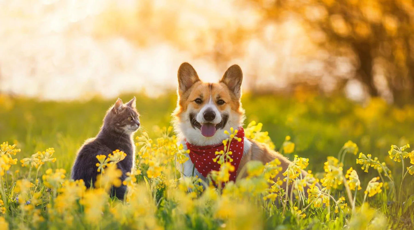 Dog and cat sitting in a field of flowers, representing signs of seasonal allergies in pets.