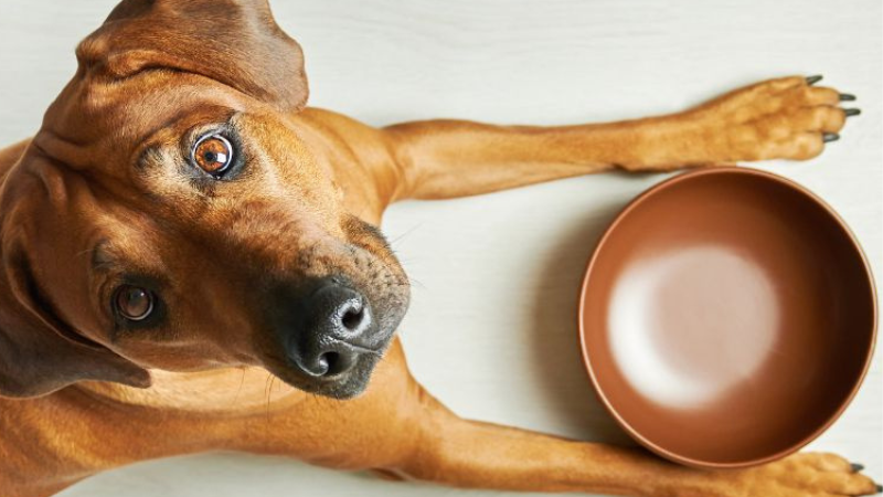3 Easy Homemade Dog Food Recipes for Beginners