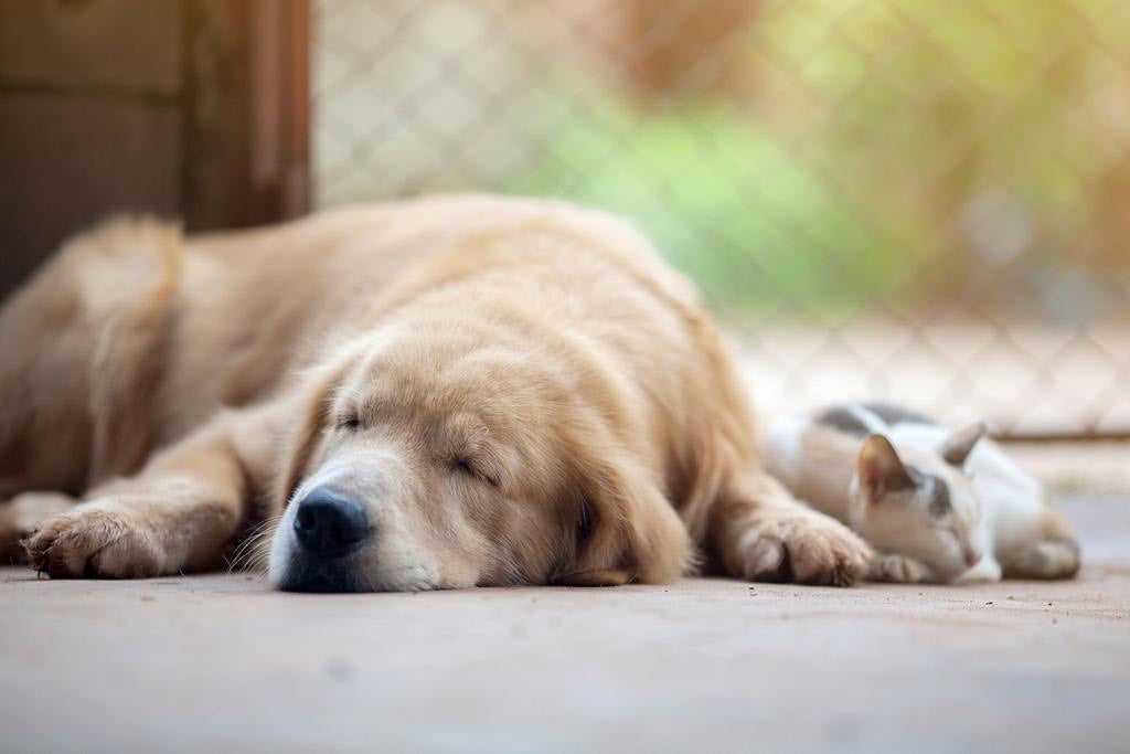 Older golden retriever and cat lying down and resting indoors with eyes closed