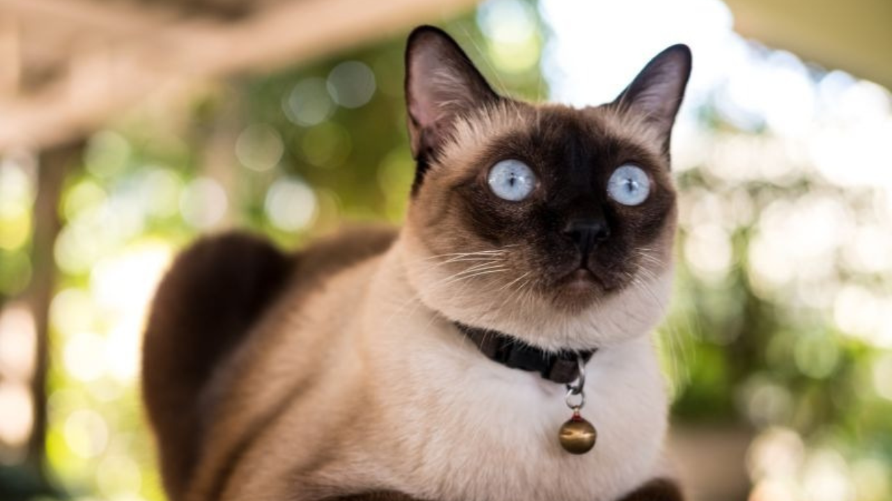beautiful cat with blue eyes