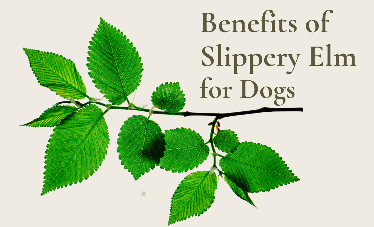 Slippery elm branch with text about benefits of slippery elm for dogs.