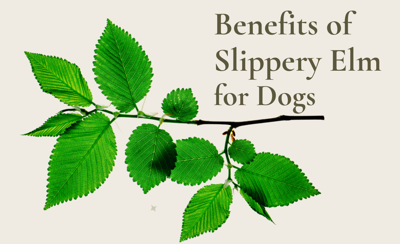 Slippery Elm for Dogs