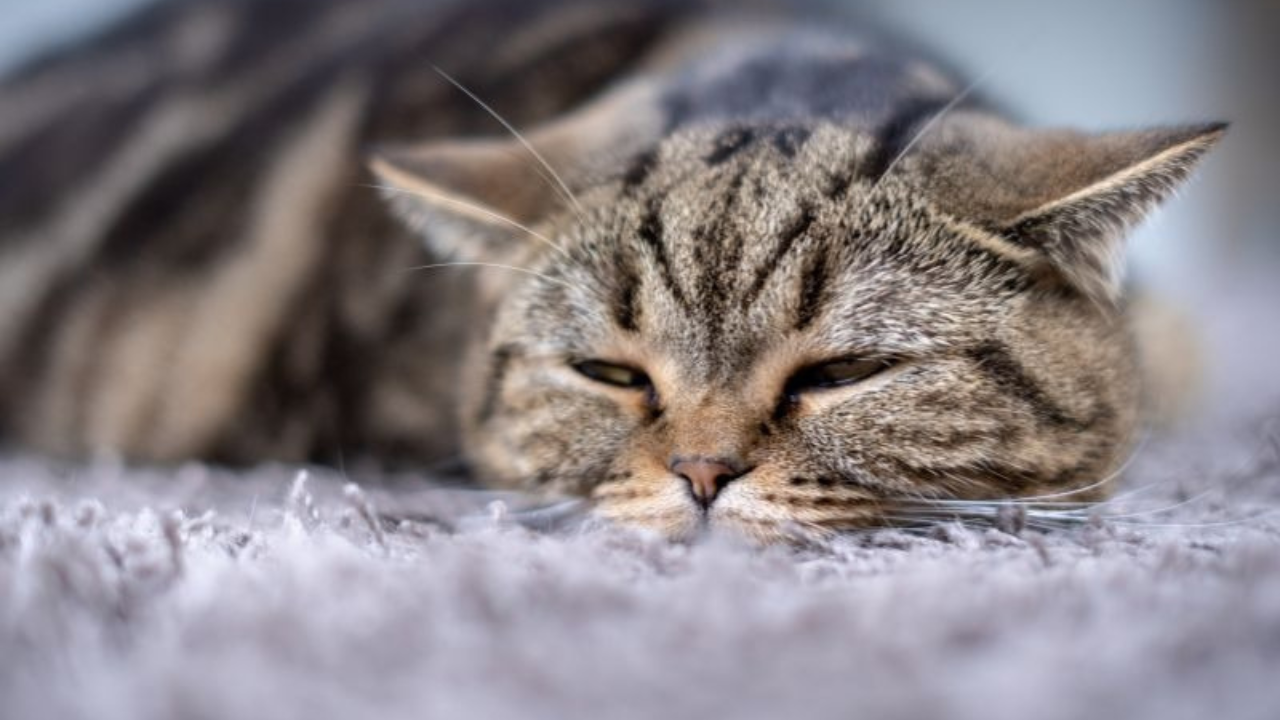 sleepy cat